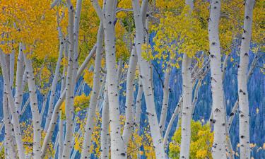 Hotel Thimphu Le Medine- Hotels In Thimphu